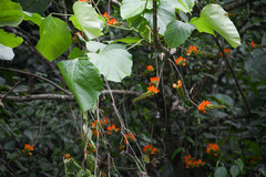 Erythrina edulis