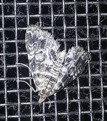Elophila difflualis