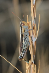 Ramburiella hispanica