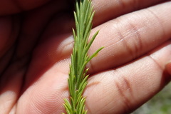 Coleonema pulchellum