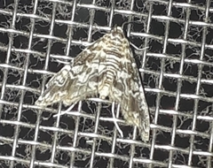 Elophila difflualis