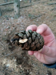 Strobilurus stephanocystis