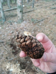 Strobilurus stephanocystis