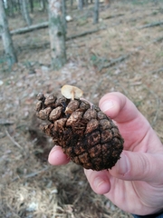 Strobilurus stephanocystis