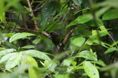 Mitrospingus cassinii