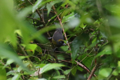 Mitrospingus cassinii