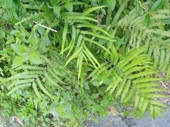 Amblovenatum terminans