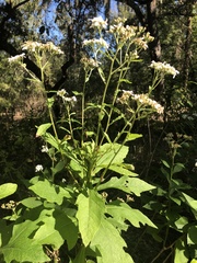 Verbesina virginica image