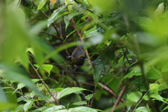 Mitrospingus cassinii