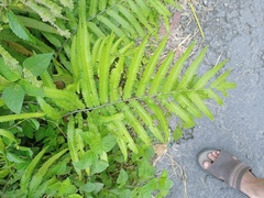 Amblovenatum terminans