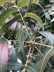Pistacia chinensis