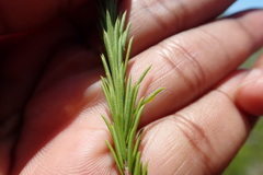 Coleonema pulchellum