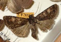 Apamea rubrirena