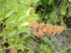 Spiraea salicifolia