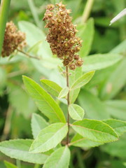 Spiraea salicifolia