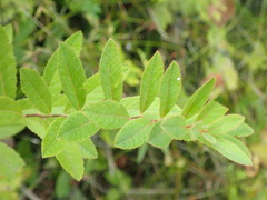 Spiraea salicifolia