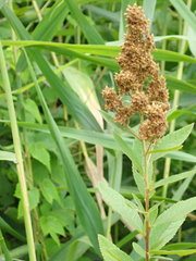 Spiraea salicifolia