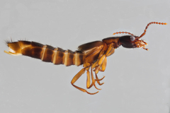 Achenomorphus corticinus