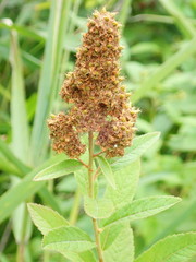 Spiraea salicifolia