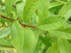 Spiraea salicifolia