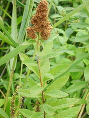 Spiraea salicifolia