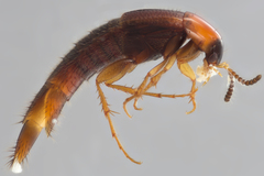 Bryoporus rufescens