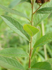 Spiraea salicifolia