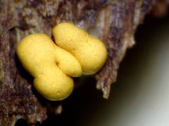 Hemitrichia lutescens