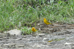 Sicalis flaveola