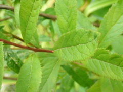 Spiraea salicifolia