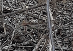 Medopheos edracanthus