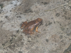 Microhyla orientalis