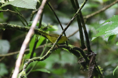 Myiothlypis chlorophrys