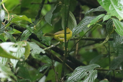 Myiothlypis chlorophrys