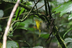 Myiothlypis chlorophrys