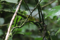 Myiothlypis chlorophrys