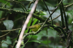Myiothlypis chlorophrys