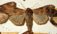 Apamea sublustris