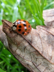 Harmonia axyridis