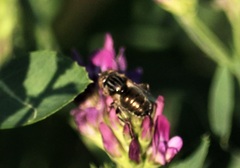 Eristalinus aeneus