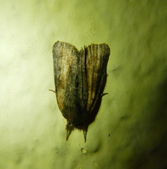 Bryophila raptricula