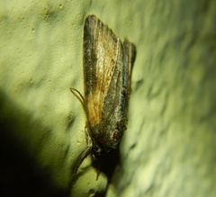 Bryophila raptricula