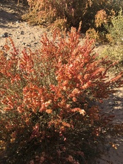 Anabasis articulata