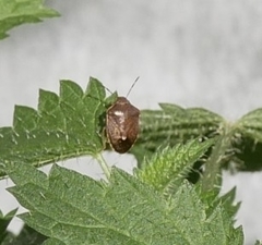 Holcostethus limbolarius