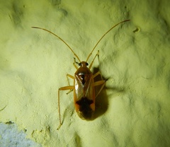 Pseudomegacoelum beckeri