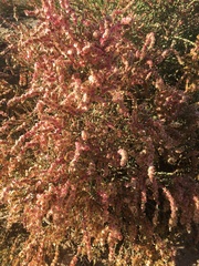 Anabasis articulata