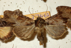 Apamea crenata