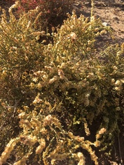 Anabasis articulata