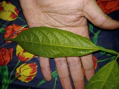 Ficus ampelos
