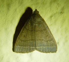 Simplicia rectalis